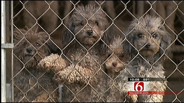 Oklahoma Pet Breeders' Taxes Questioned