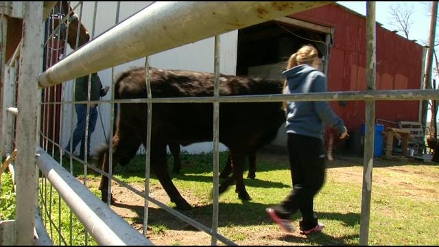 Rogers County Kids Relieved To Get Back Stolen Show Cattle