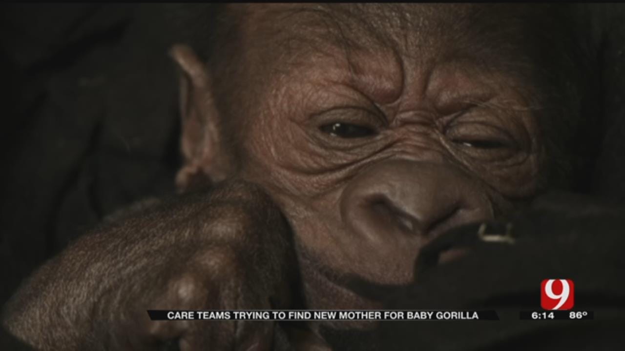OKC Zoo Volunteers Helping Raise New Baby Gorilla