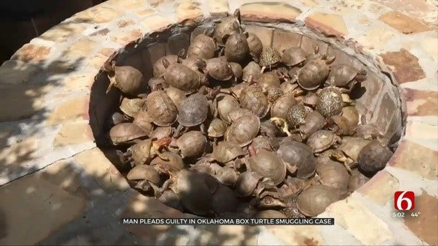 Tip Helps Oklahoma Game Wardens Stop Turtle Smuggler