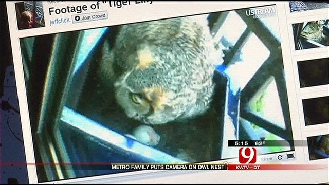 Oklahoma Owl Family Becomes Internet Sensation