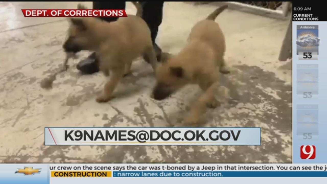 ODOC Asking For Public's Help Naming Narcotics Puppies