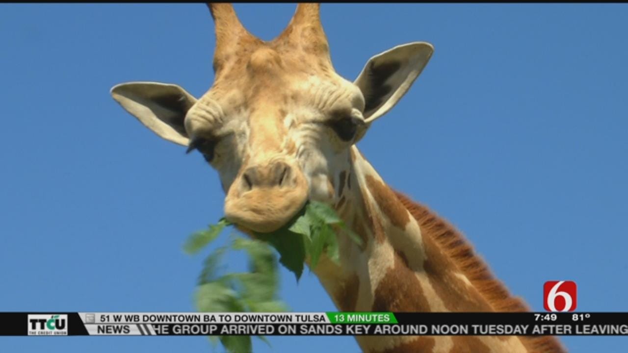 Wild Wednesday: Visit With Tulsa Zoo's Newest Giraffe