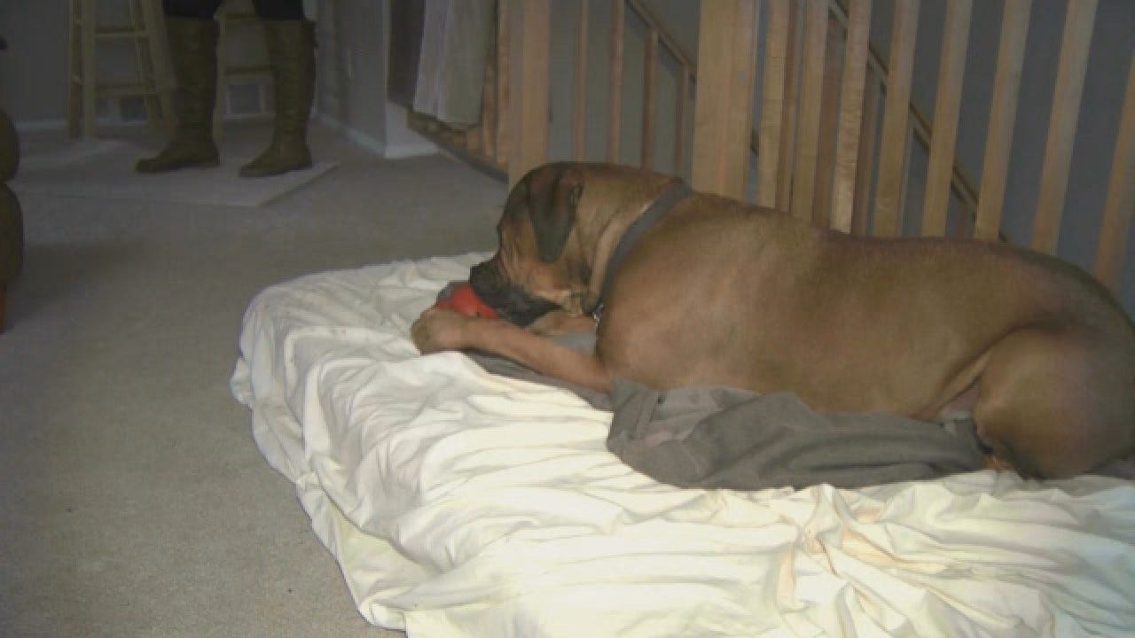 New Year's Reveler Enters Wrong Home, Falls Asleep Next To 150-Pound Dog
