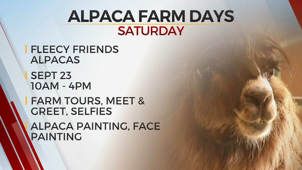 Fleecy Friends Alpacas Celebrating National Alpaca Farm Days