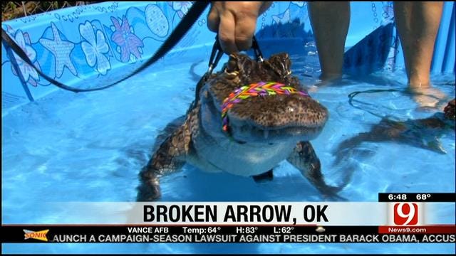 Broken Arrow Safari Sanctuary Charging For Pool Parties With Alligators