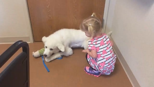 Metro Heart Patient And Her Pup Now Have Matching Scars