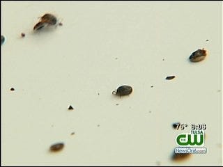 Sand Springs Apartment Complex Dealing With Tick Infestation