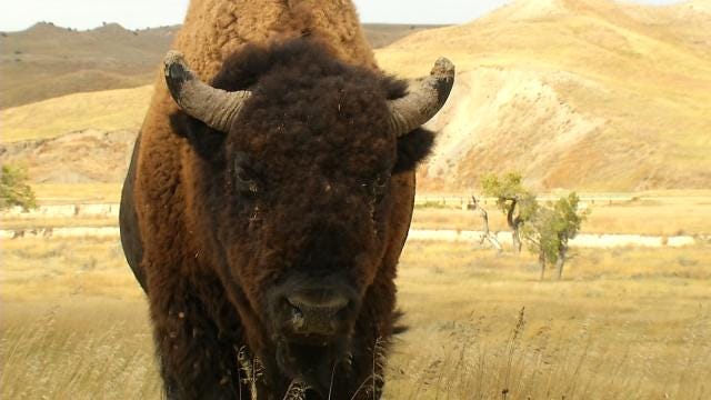 American Bison Embark On Special Trip To Oklahoma