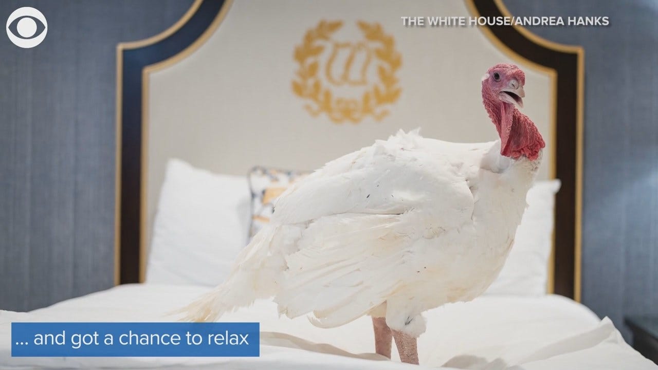 WATCH: White House Turkeys Enjoy Sweet Life Before Thanksgiving