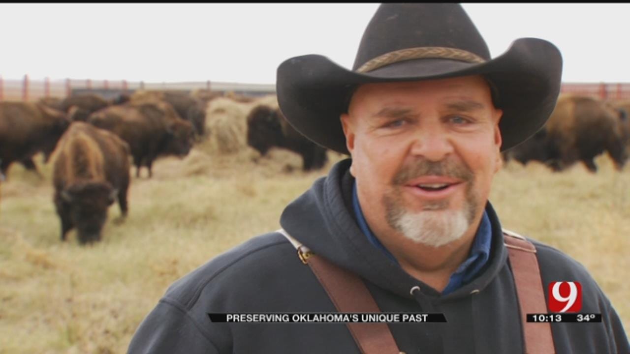 Oklahoma Bison Help Save America's Tallgrass Prairie