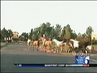 Six Horses Take A Morning Gallop Through Tulsa