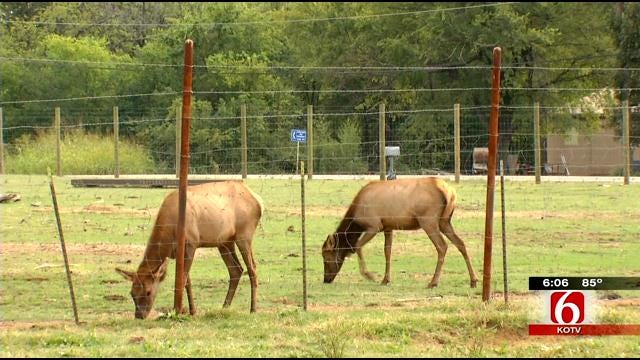 Reward Offered After Cherokee County Man's Pet Elk Is Shot