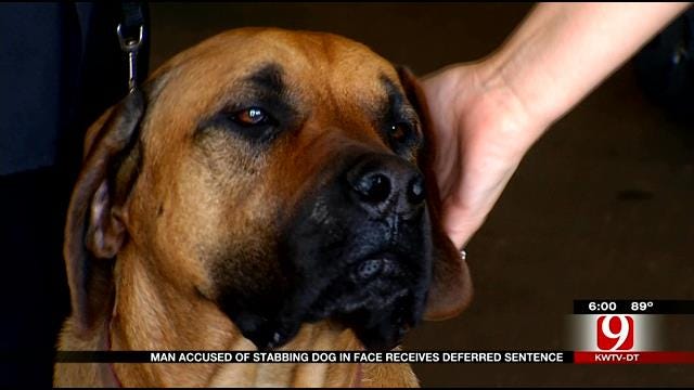 Man Sentenced For Stabbing OKC Dog In The Eye
