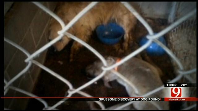 Holdenville Animal Welfare Officer Charged With Animal Cruelty