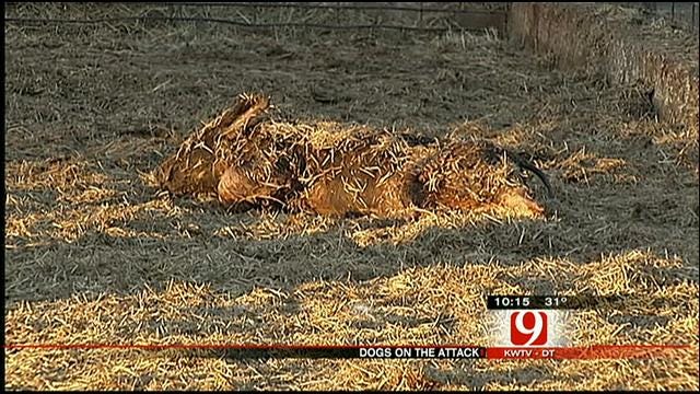 Cleveland County Homeowners Say Neighbor's Dogs Killed Their Livestock
