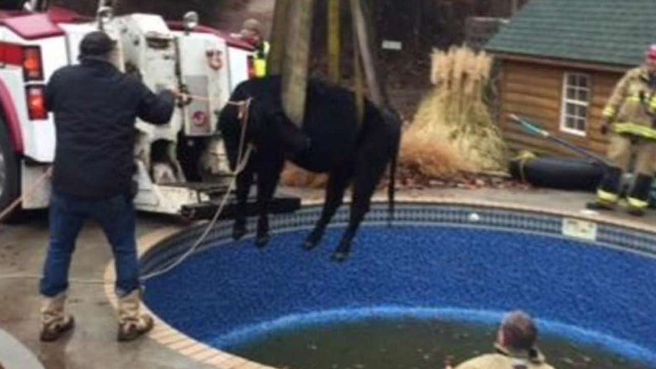 OKC Firefighters Rescue Cow From Swimming Pool