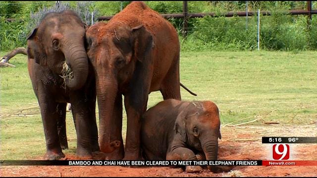 New Elephants Can Now Be Seen At OKC Zoo