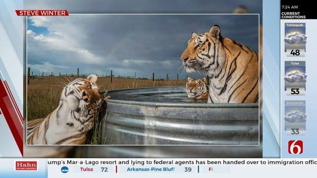 National Geographic Releases 'Best Pictures Of 2019,' Includes Photo Of Rescued Tigers From Oklahoma