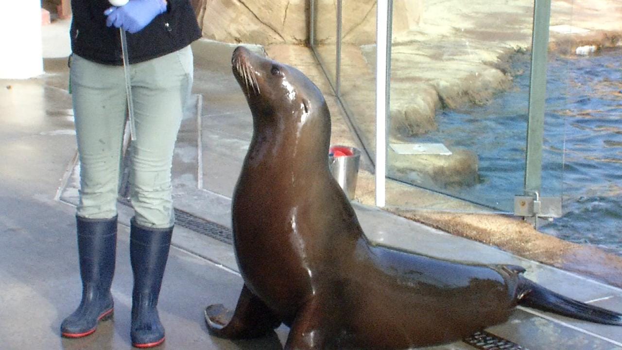 Wild Wednesday: Sea Lion Exhibit At The Tulsa Zoo
