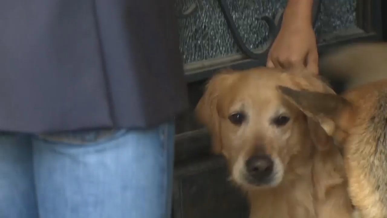 Dog Stolen From Family During Road Trip Rescued By Local CBS Reporter