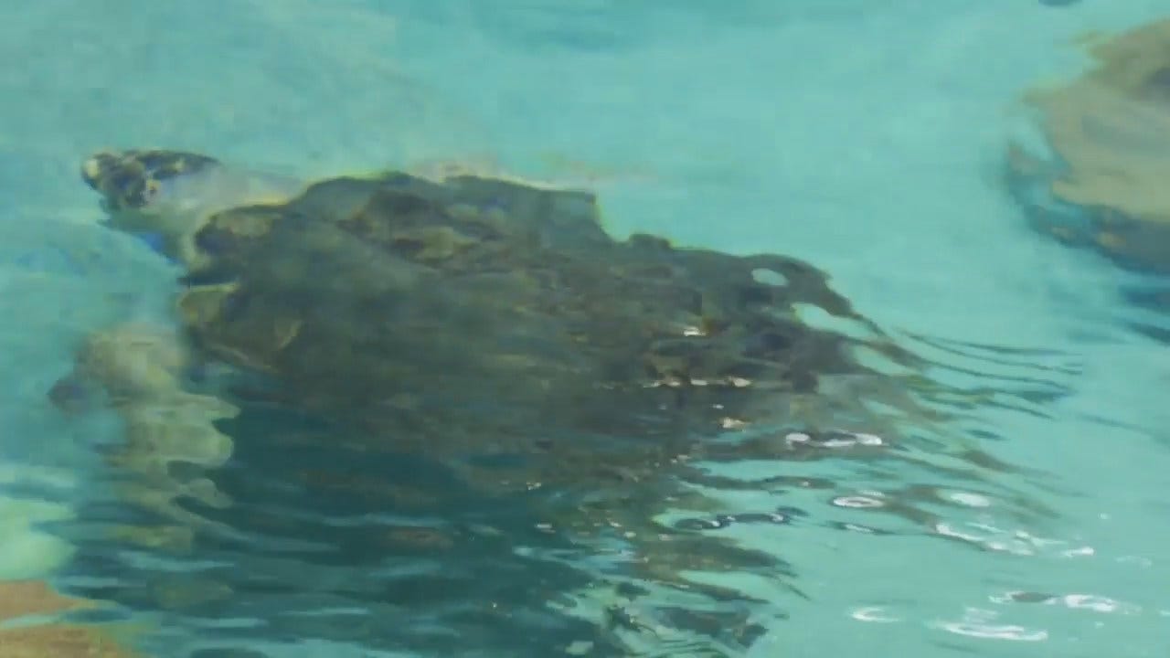 WEB EXTRA: Ribbon Cut At Oklahoma Aquarium New Sea Turtle Exhibit