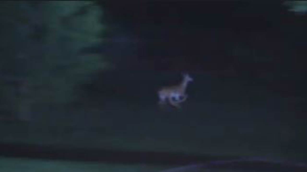 Deer Surprises Osage County Deputies Searching For Suspect