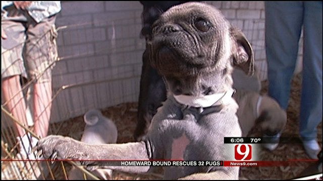 Dog Rescue Group Saves 32 Pugs From OKC House