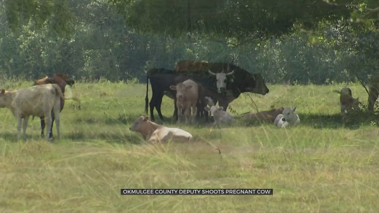 State Dept. of Agriculture Investigating After Okmulgee Co. Deputy Shoots, Kills Pregnant Cow