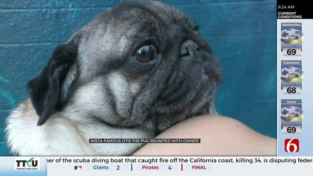 Instagram Famous Dog Returned To Owner