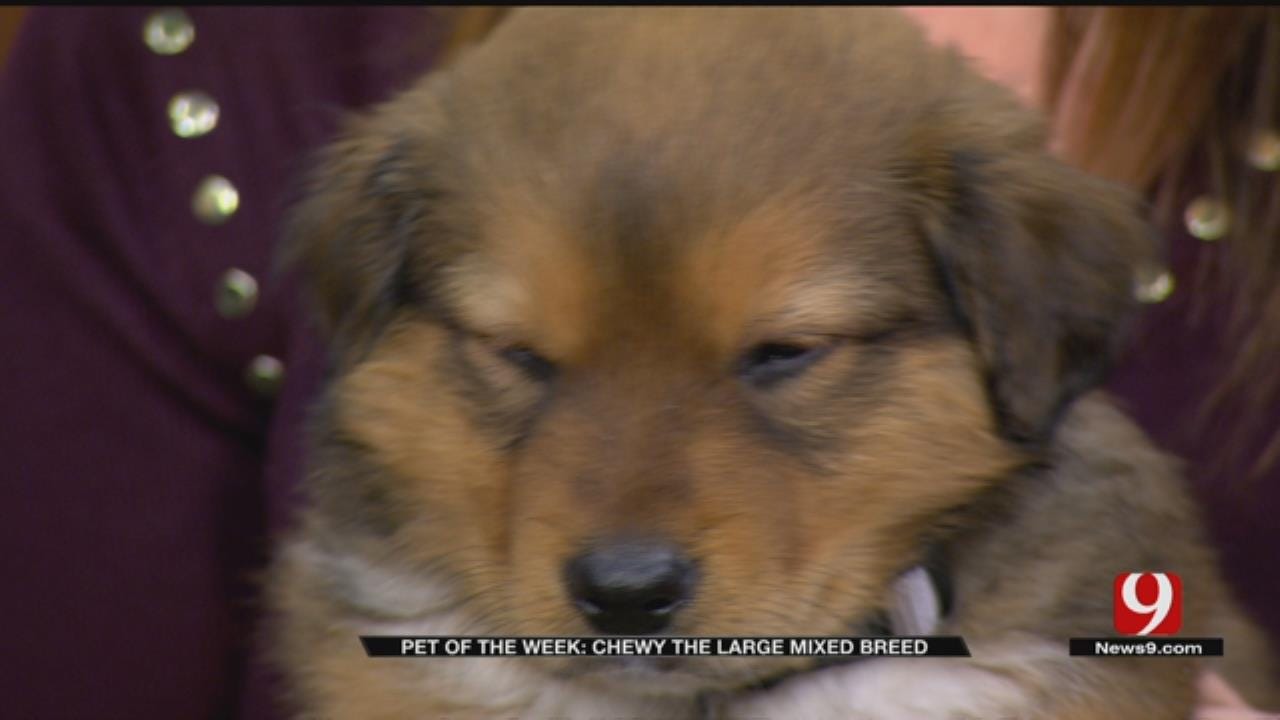 Pet of the Week: Chewy