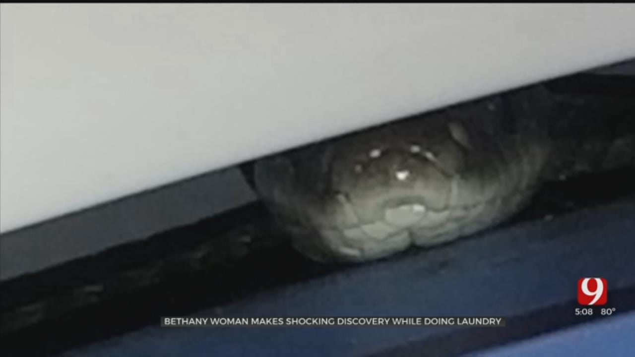 Bethany Woman Makes Shocking Snake Discovery While Doing Laundry