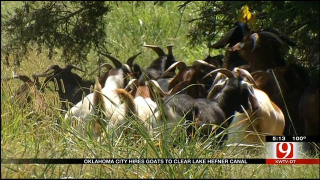 OKC Using Goat Power To Clear Bush By Hefner Canal