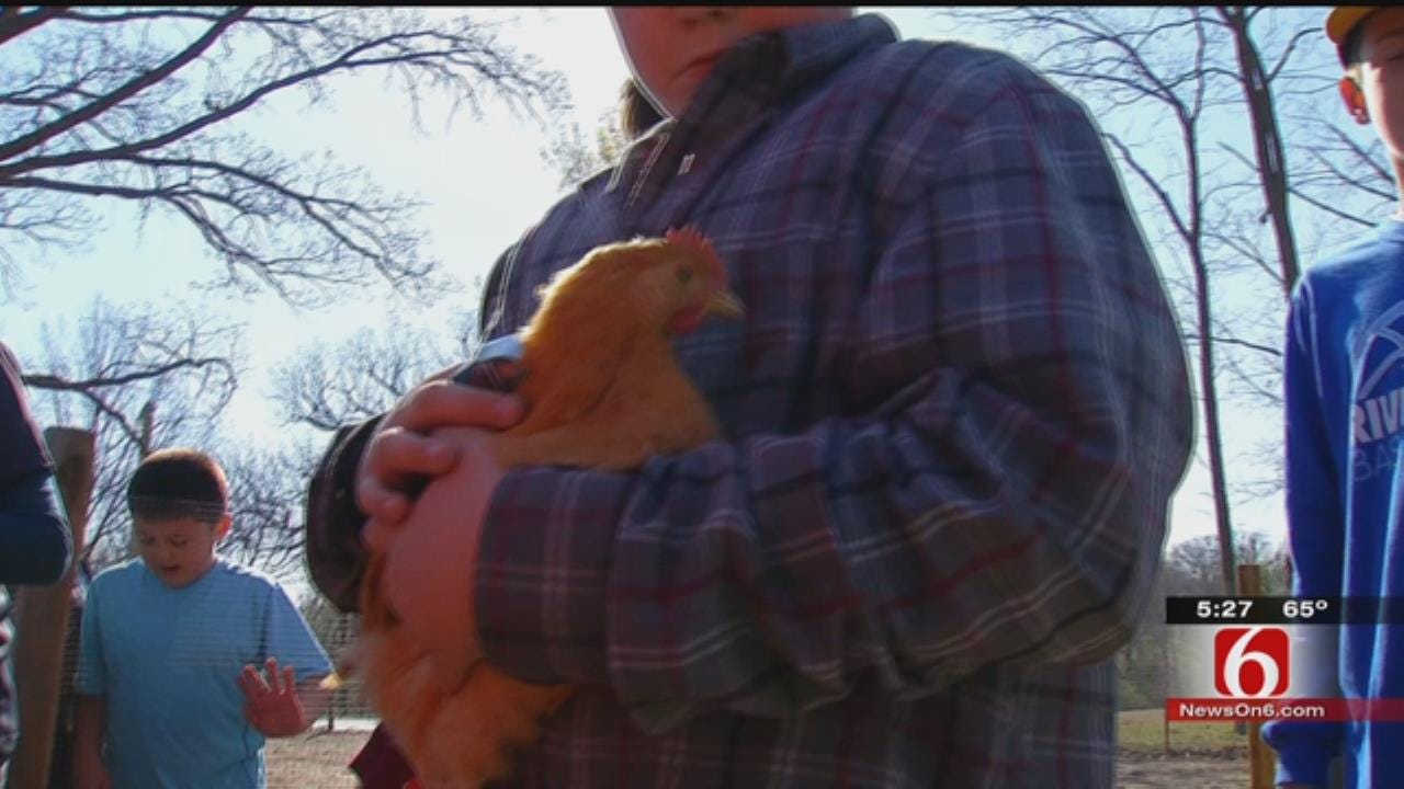 Tulsa Middle School Students Build Coop, Raise Laying Hens