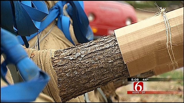 New, 'Stately' Oak Trees Taking Root At Tulsa's Woodward Park