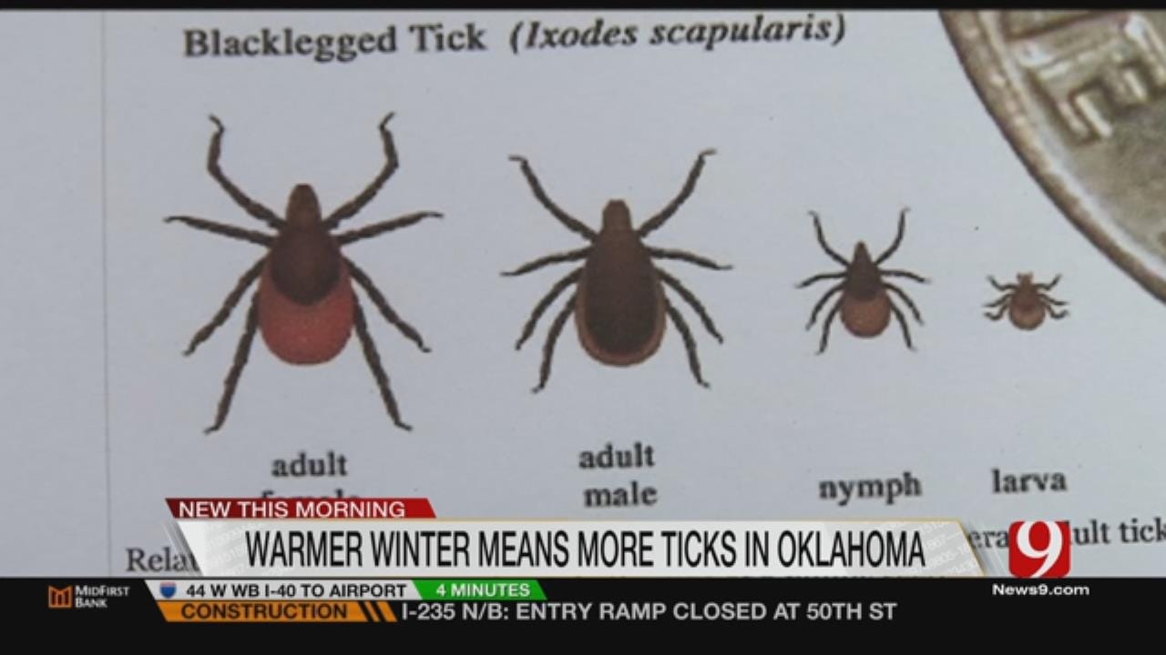 State's Mild Winter Leads To Record Increase In Ticks