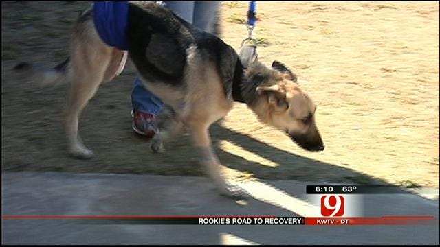 Dog Thrown Off OKC Bridge Continues On Road To Recovery