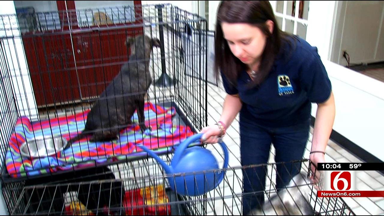 Shocking Video Leads To Rescue Of Dogs From Idabel Shelter