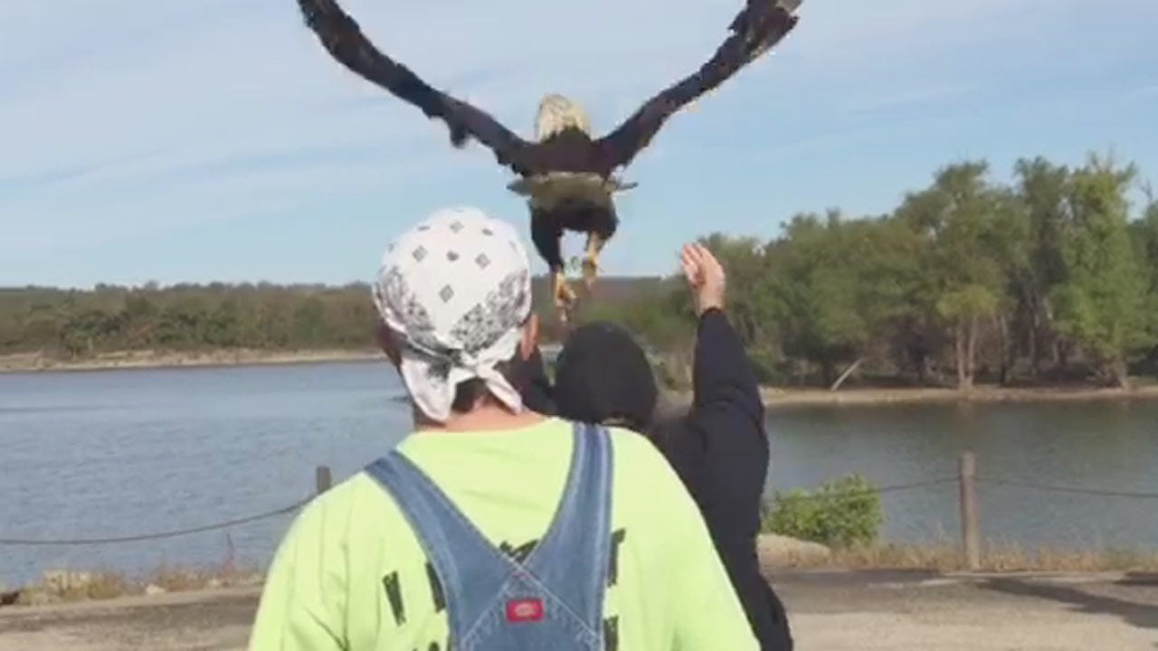 WEB EXTRA: Scoop The Eagle Released To Wild