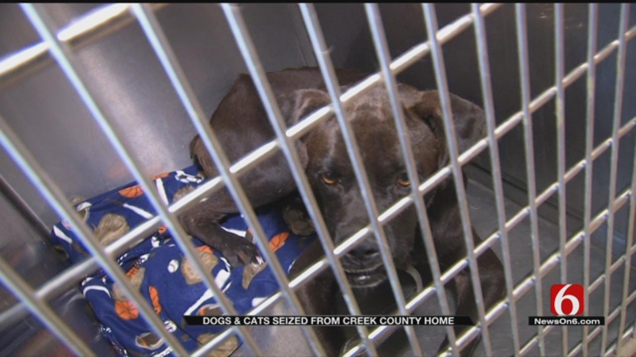 Dogs, Cats Seized From Creek County Home For Second Time