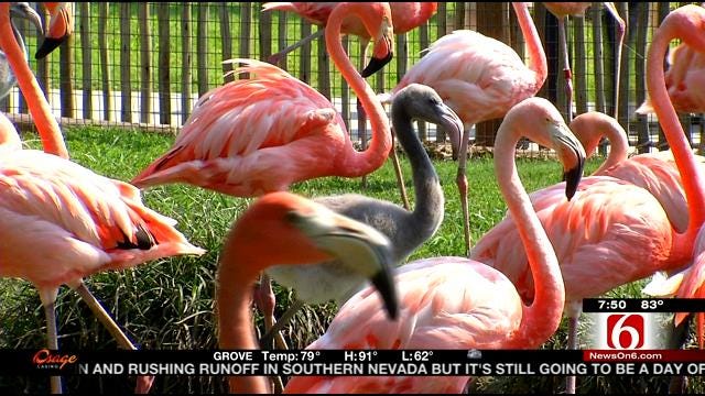 Wild Wednesday: Flamingos At The Tulsa Zoo.