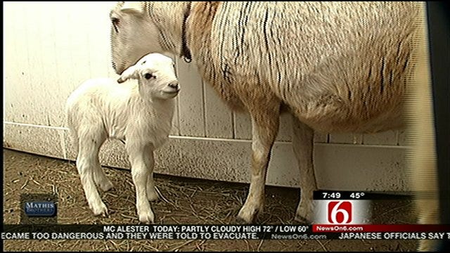 Wild Wednesday: Meet The Tulsa Zoo's New Ram