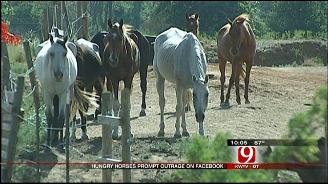 Facebook Draws Attention To Emaciated Oklahoma Horses