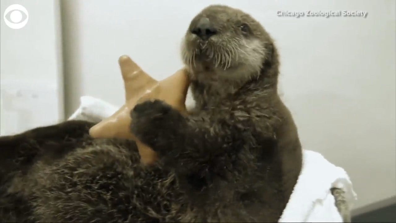 WATCH: Humans Take Care Of An Otter Pup