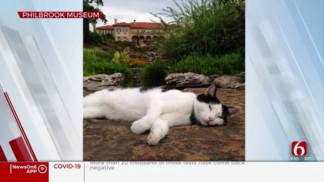 Philbrook Museum Starts New Pen Pal Program For Garden Cats