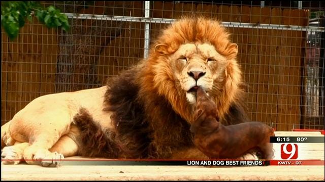 Lion At Wynnewood Zoo Becomes Best Friends With Wiener Dog