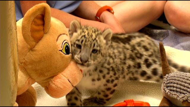 Tulsa Zoo's New Snow Leopard Cub 'Niko' Thriving