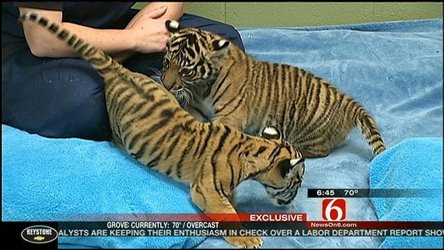 Tulsa Tiger Berani Meets New Family In Washington
