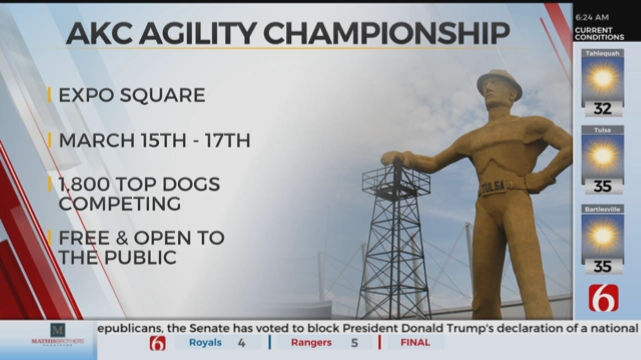 Dog Agility Championship Comes To Tulsa