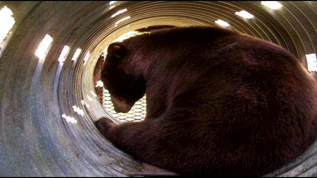Wildlife Expert: Black Bear Population Growing In Eastern Oklahoma